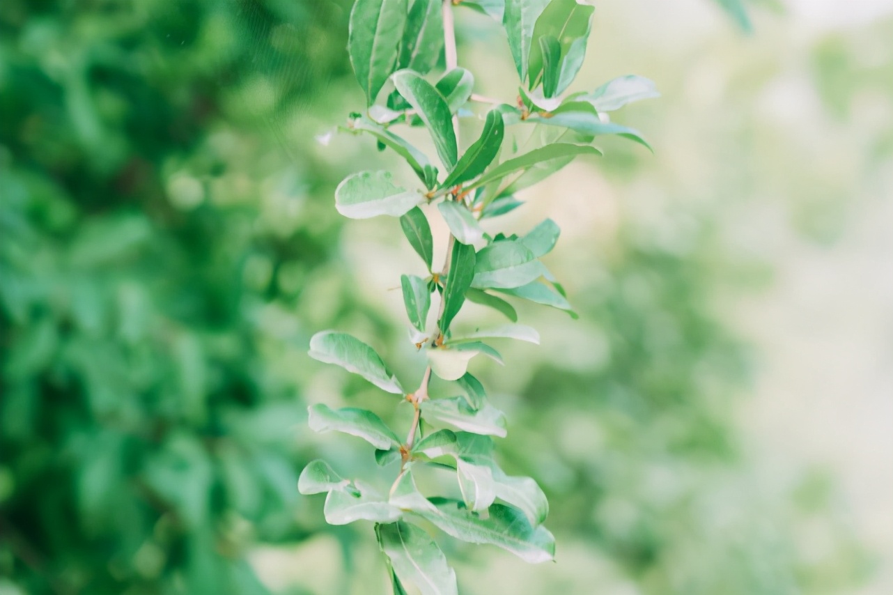 具有主见但是不会强势的星座女,有女强人潜质的星座女