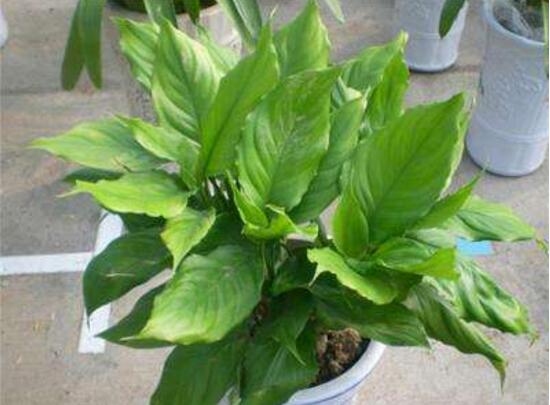 万年青烂根最好的处理方法,万年青根腐烂黄叶是什么原因