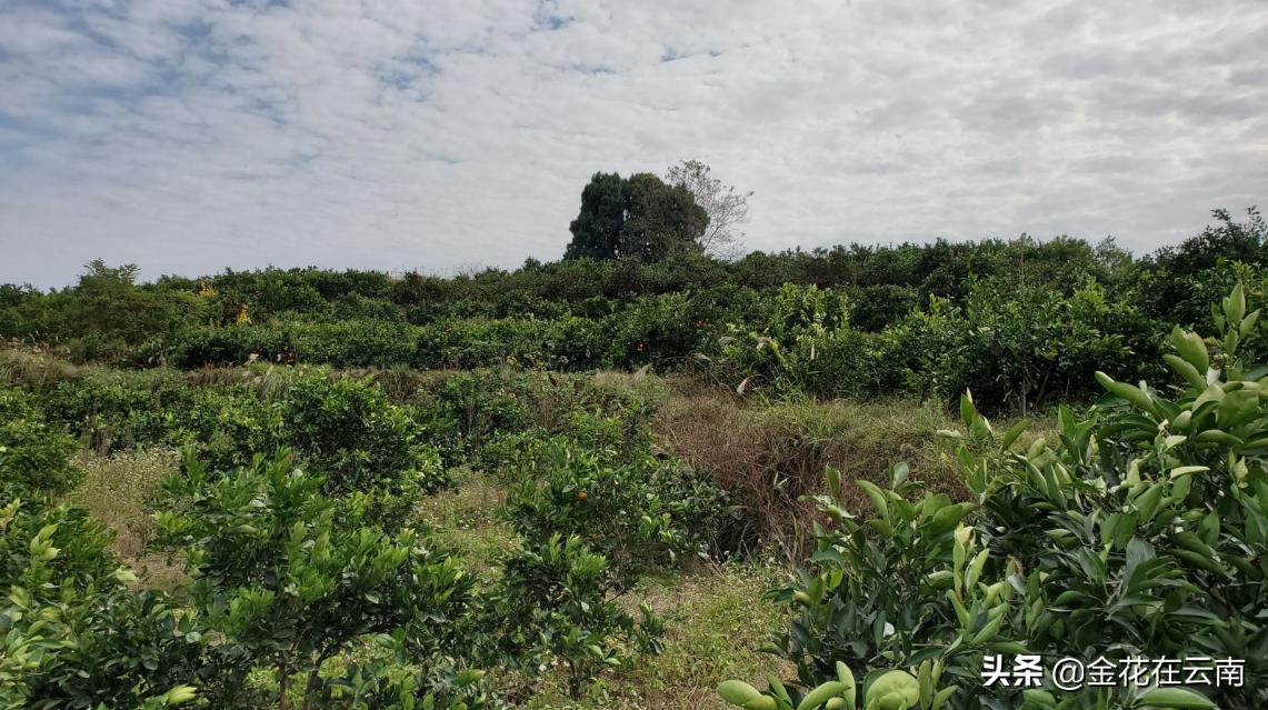 临近年关吃东西容易上火，就让这款小甜橙拯救一下