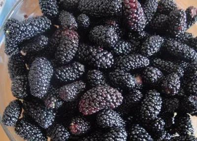 摘的野桑葚第一次泡桑葚酒,泡桑椹酒桑椹要蒸吗