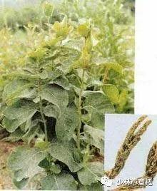 动物中药功效大全,中药药材大全及功效