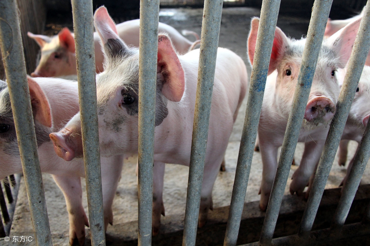 育肥猪食欲下降如何解决,育肥猪挑食是怎么回事