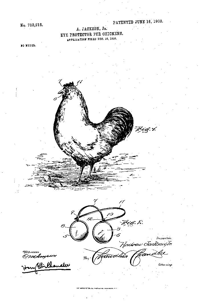 鸡戴眼镜有什么副作用,鸡到底该不该戴眼镜