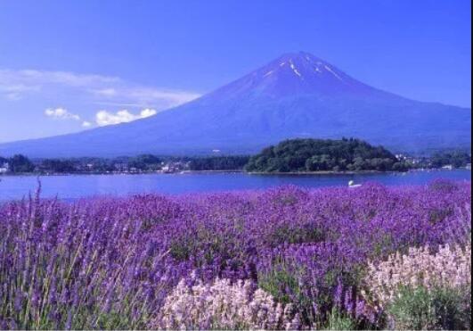薰衣草庄园游玩,薰衣草庄园几月去最好玩呢