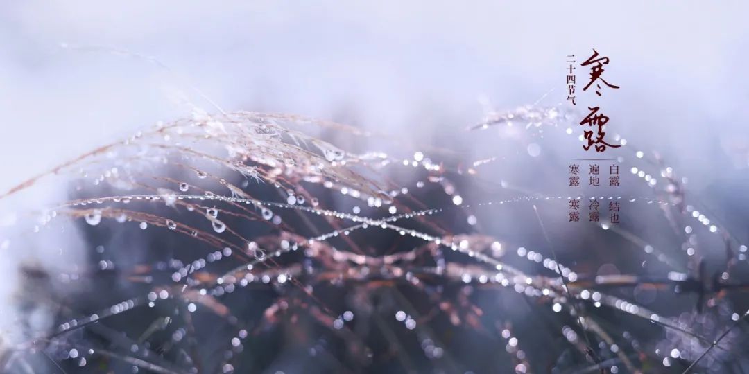 10首最美相思的诗词,十首寒露诗词带你感受深秋之美