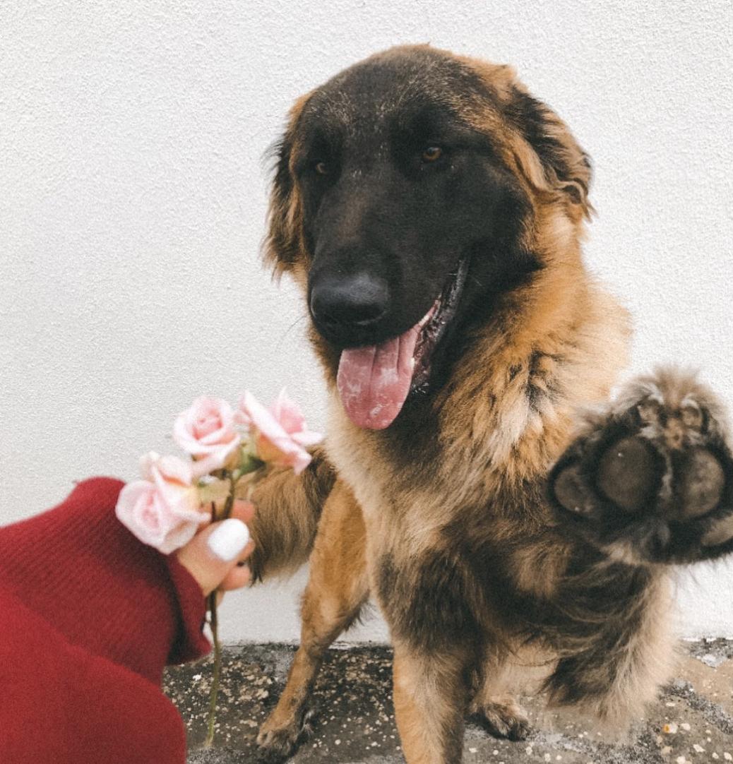 惹人喜爱的萌犬,萌犬