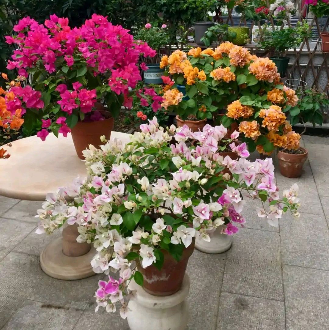 这8种花你不要乱浇水,新手种花品种推荐