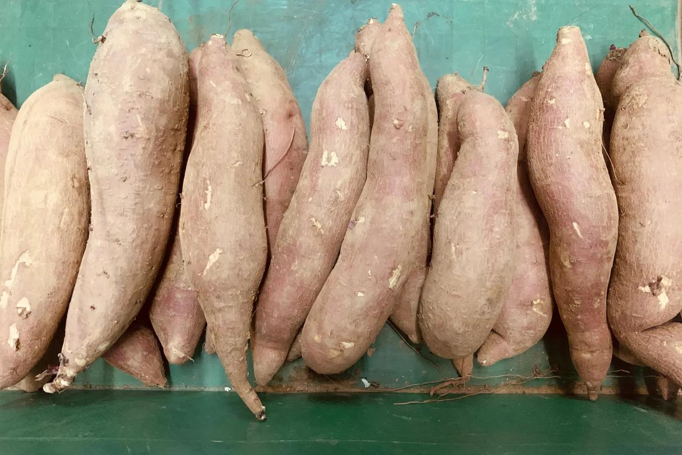 红薯怎么保存才能保鲜不烂,红薯怎样储存不发芽不坏