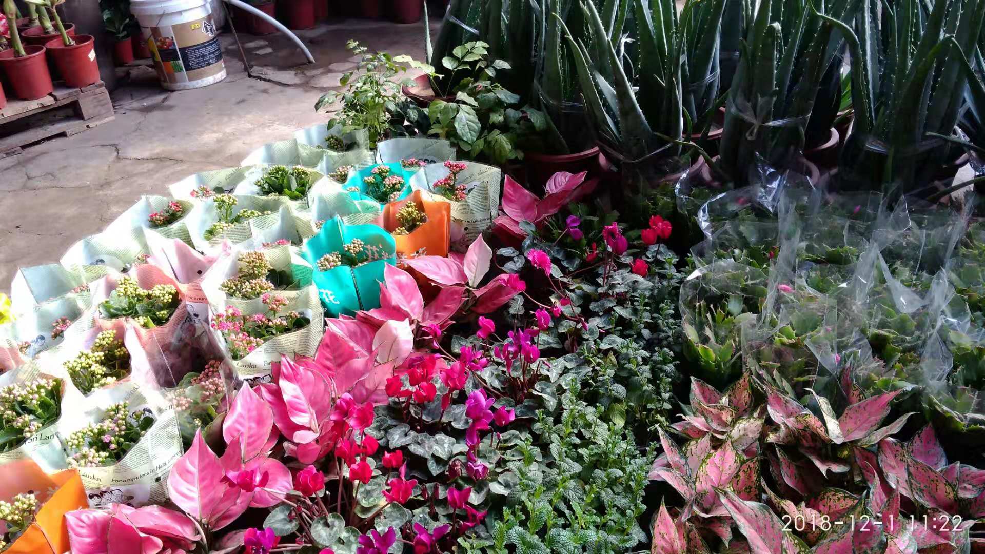 沈阳花卉市场扔花的地方,沈阳花卉市场