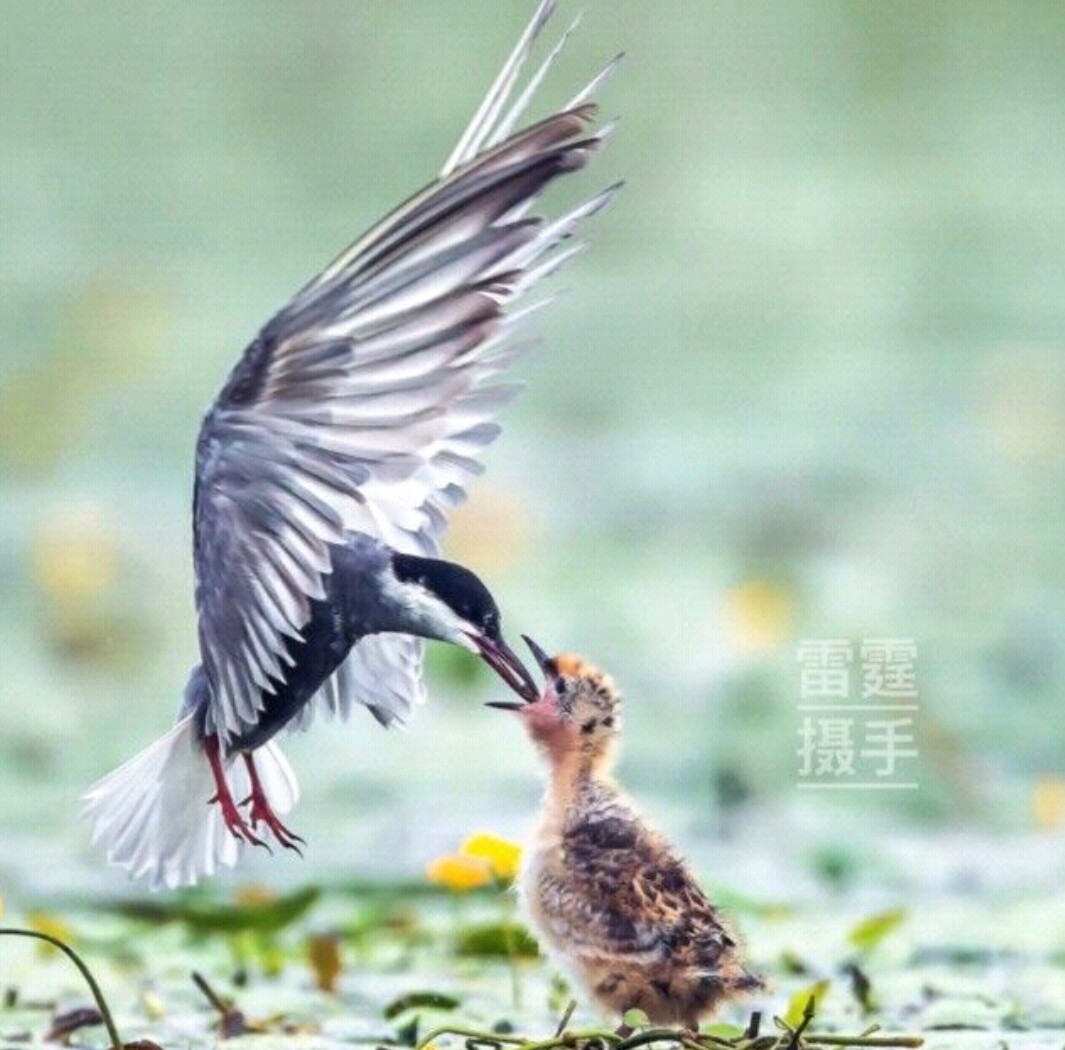 父母偏心的结果是什么,父母偏心造成的下场动画