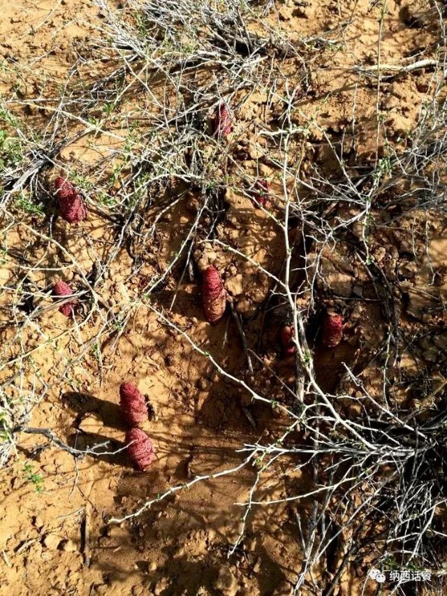 叶紫被雷劈穿越到异界,关于叶紫的穿越小说