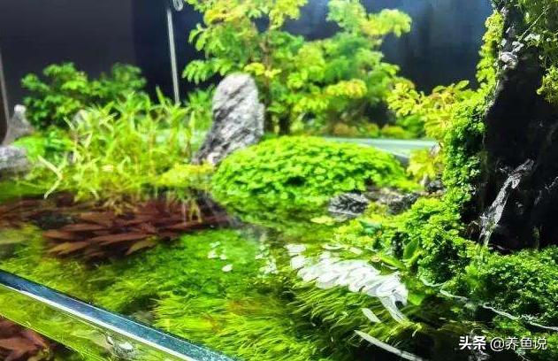鱼缸清除藻类和绿苔养什么,如何让鱼缸长青苔不长褐藻