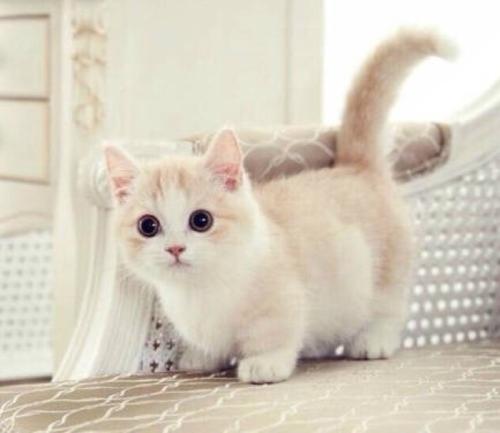 猫咪虚弱怎么自己治疗,猫咪体型小怎么补救