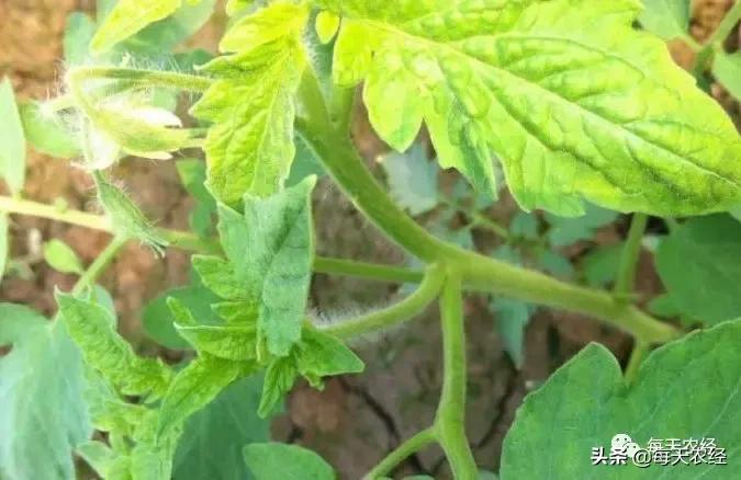 秋番茄病毒病爆发,钙防治番茄病毒病