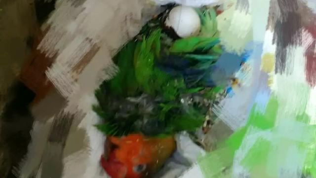 小鹦鹉刚出生该怎么办,鹦鹉幼崽肚子大怎么办