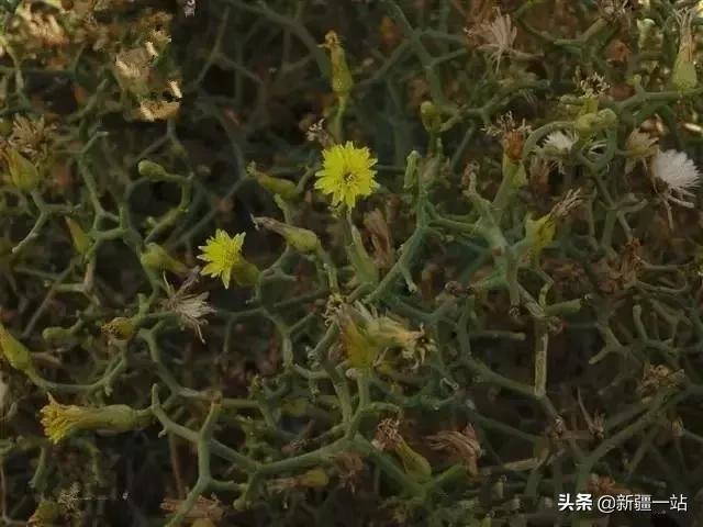 荒漠中有哪些能吃的植物,南疆常见的野生植物