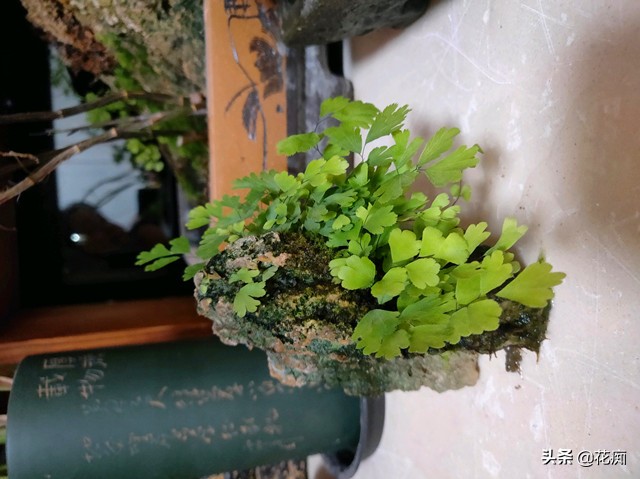 上水石上的铁线蕨为啥不茂密,铁线蕨可以直接种在水里吗