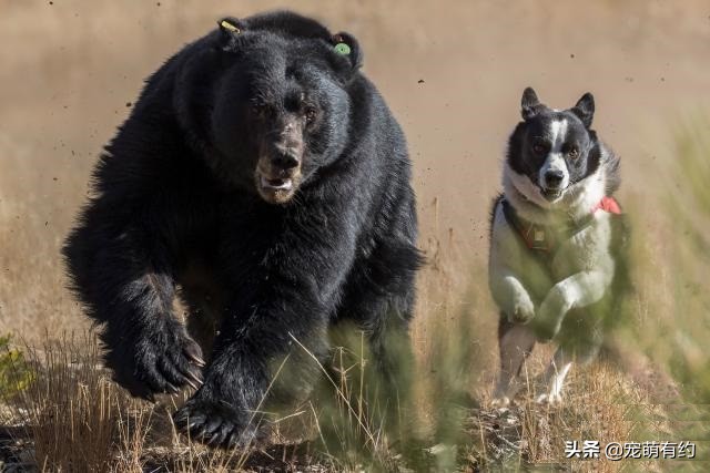 最优秀的几种猎犬,全球公认最聪明的三种犬