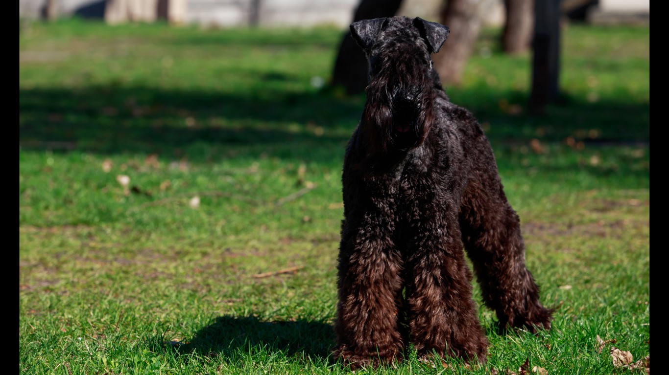狗狗16种过敏原,16种狗品种