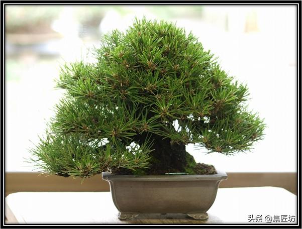 盆景松树移栽后是否剪掉芽,松树盆景修剪