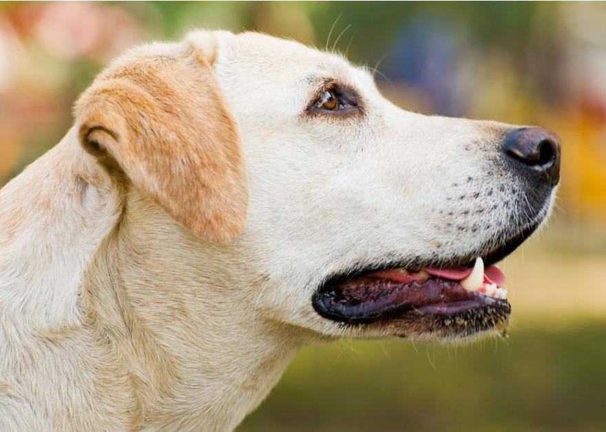拉布拉多犬的四个缺点你能接受吗,拉布拉多犬不建议养的原因
