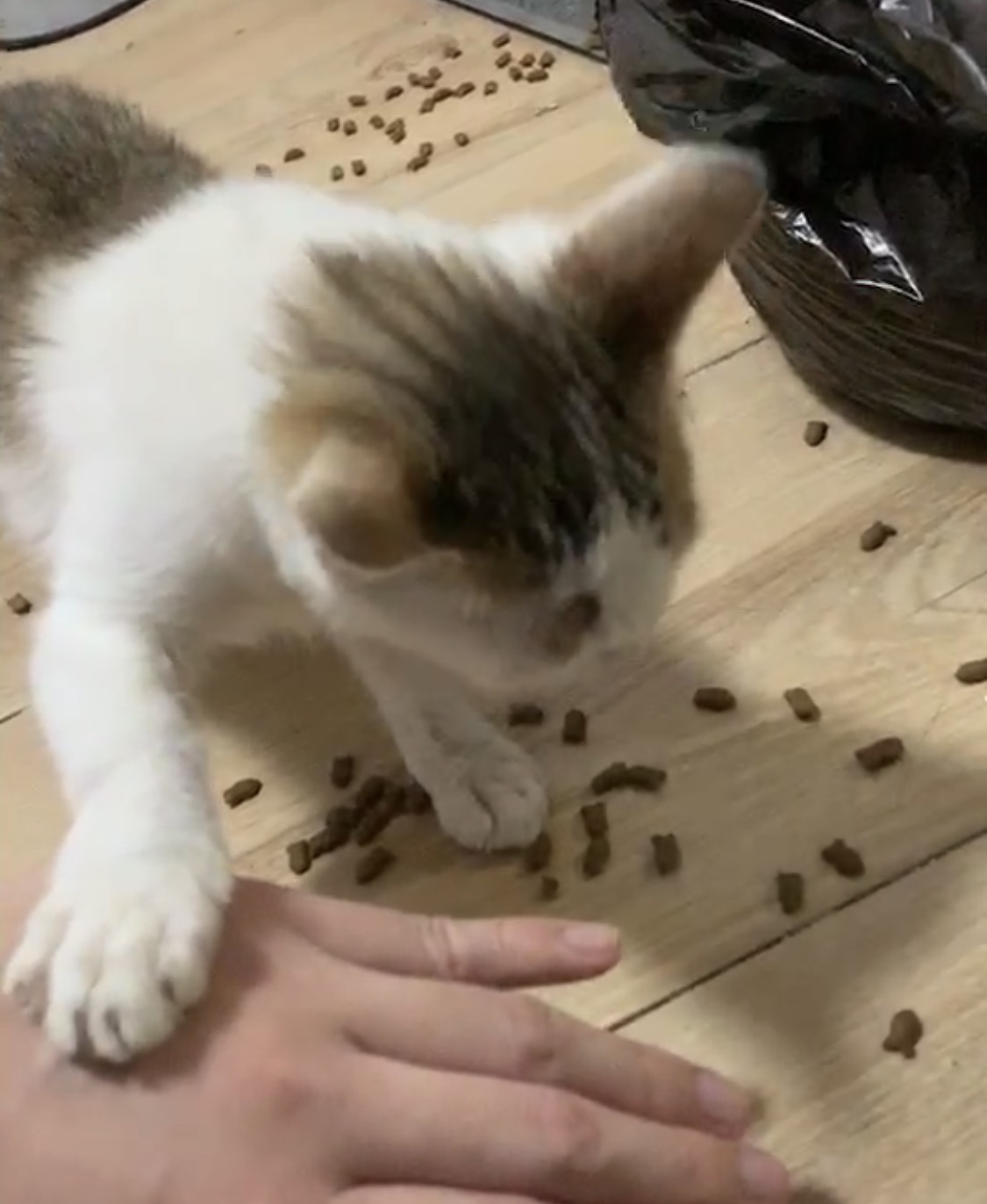 怎么给猫咪选择合适的猫粮,怎么挑选好的猫咪猫粮品牌