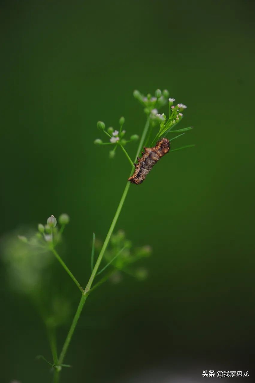 这种乱七八糟滴栽花方式,到底是不是园丁出了问题?