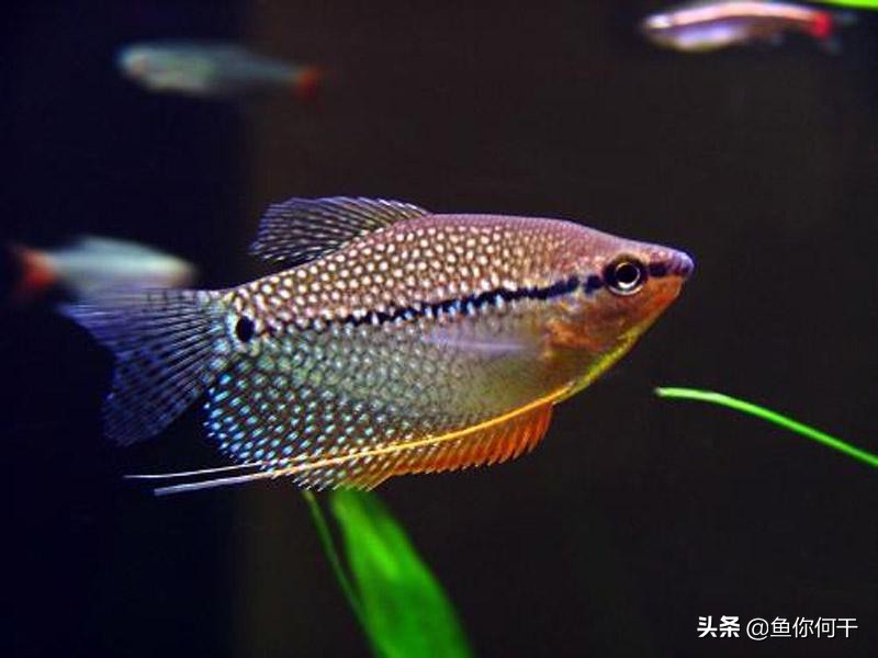 冬季培养硝化细菌真难,冬天硝化细菌怎么生成