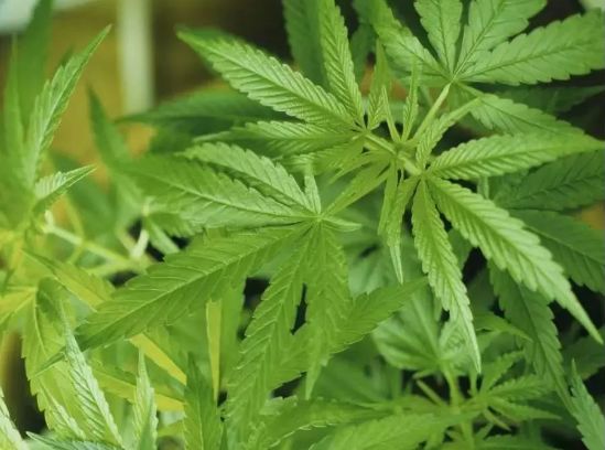 在美国大量购物回国合法吗,美国华人入境携带物品