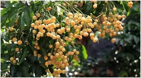 农田冷门养殖致富项目有哪些,赚钱新项目养殖