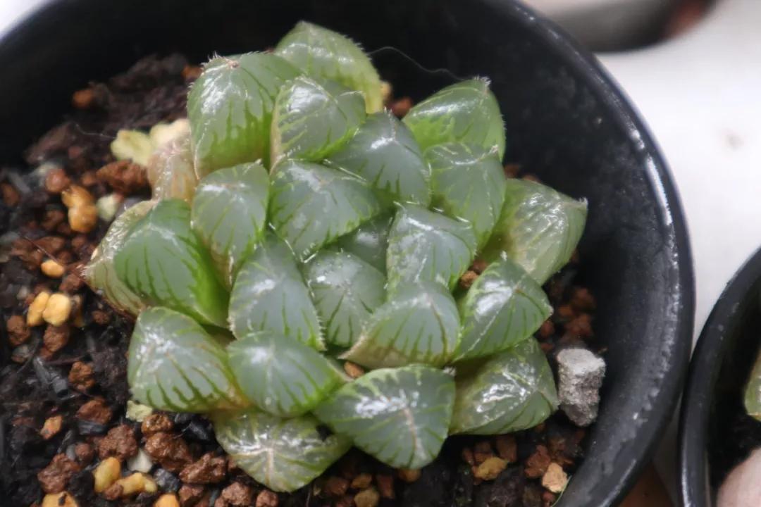 适合南方比较好养的12款多肉,养一年就开花的多肉品种