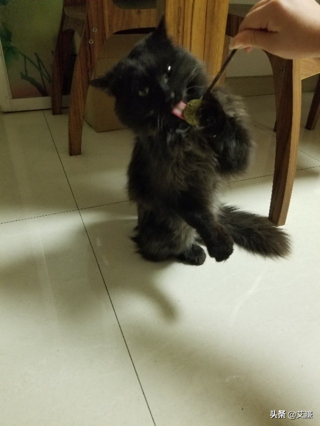 光影中的生灵仙鹤,光影生灵幻化图