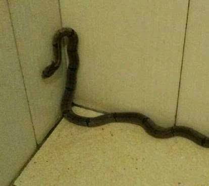 孩子一生下来就死了，托梦给妈妈说想喝蛇汤，妈妈想杀蛇时愣住了