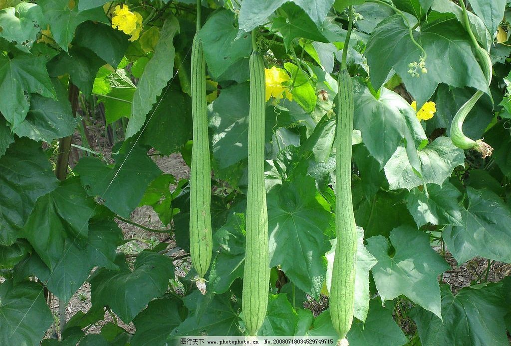 丝瓜曾在我的指背上游走,它默默无言,却做了一件大事