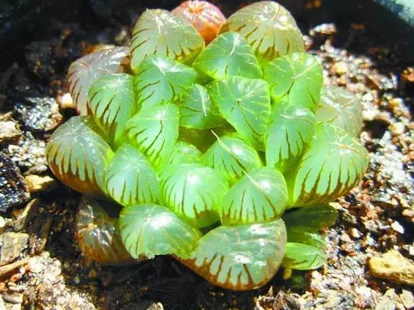 奇花异草图片,奇花异草的赞美句子