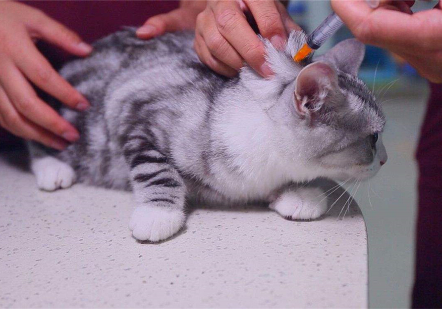 自己在家给猫咪打疫苗注意事项,自己给猫咪打疫苗会被记仇吗