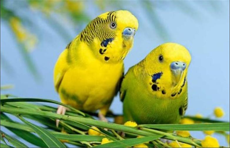 虎皮鹦鹉拉水发抖怎么办,虎皮鹦鹉拉黄水突然死了