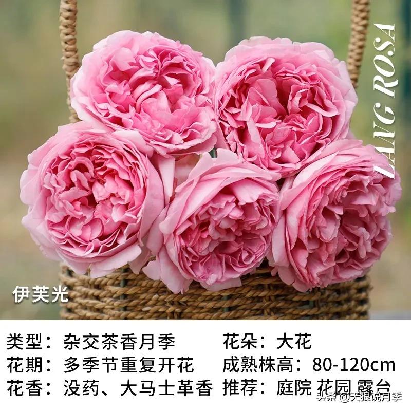 月季控对美的极致追求，尽在伊芙系列