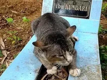 猫咪跑出去了自己知道回家吗,为什么猫咪离家回来后就很老实