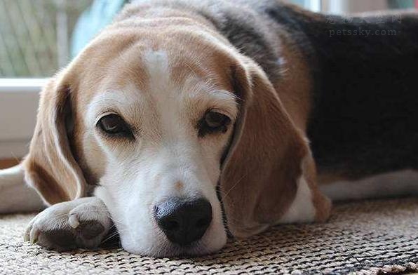 狗狗眼睛上边长了小疙瘩发红,狗狗眼睛发红流分泌物用什么药