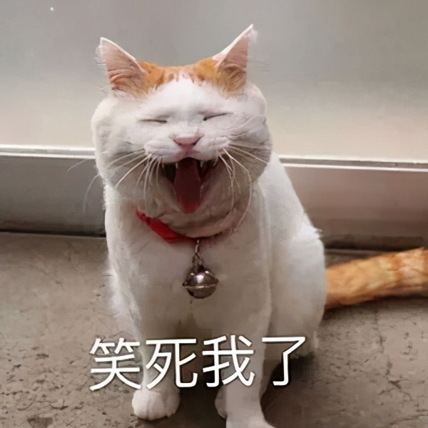 我们一起“拼猫”好不好？乖巧的时候归我，撒泼的时候归你