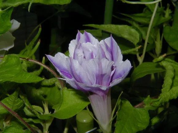 牵牛花到处都可以肆无忌惮的生长,不常见的品种,美出天际!