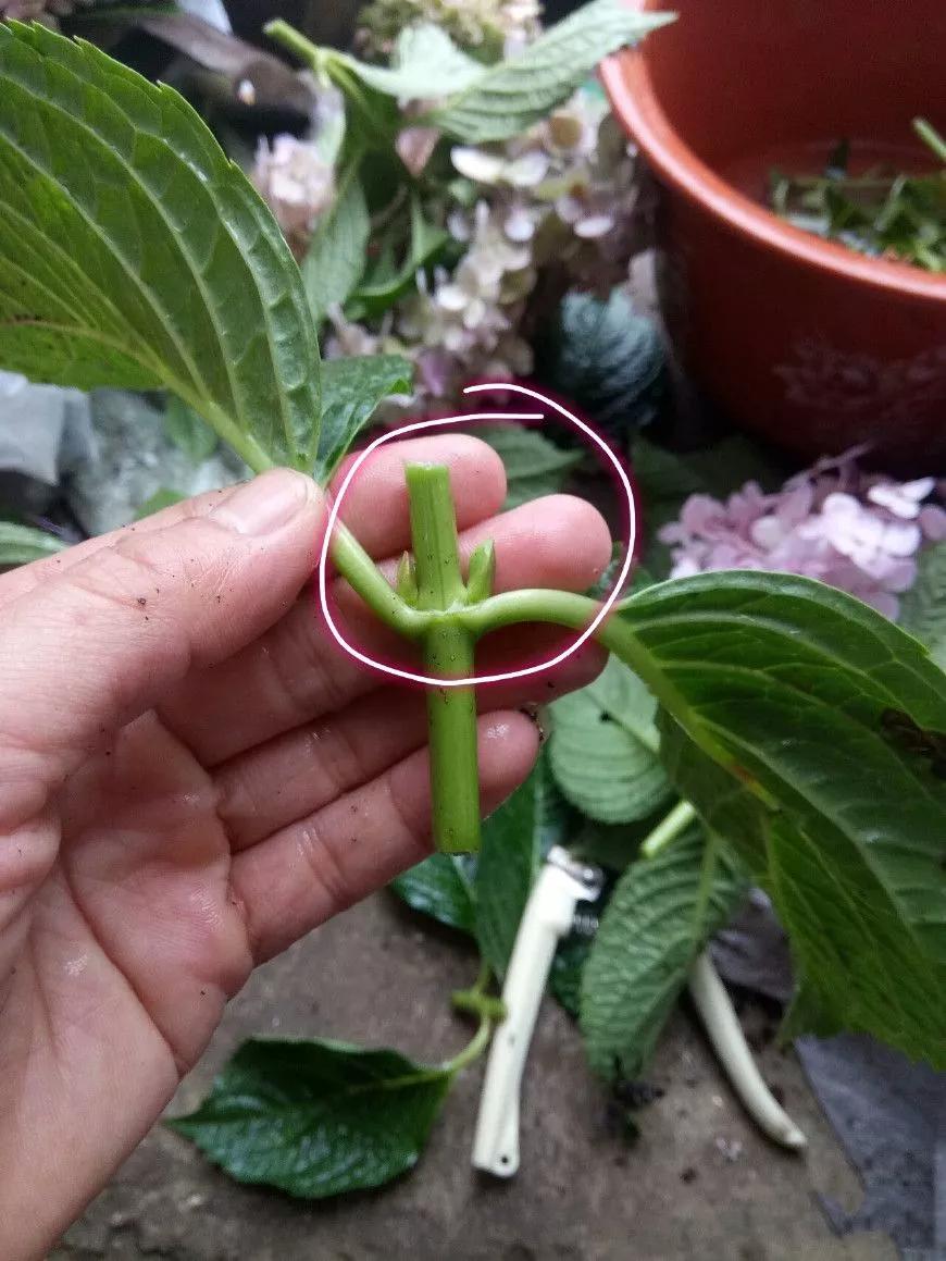 什么花最好养最耐阴,什么花最好种又耐阴