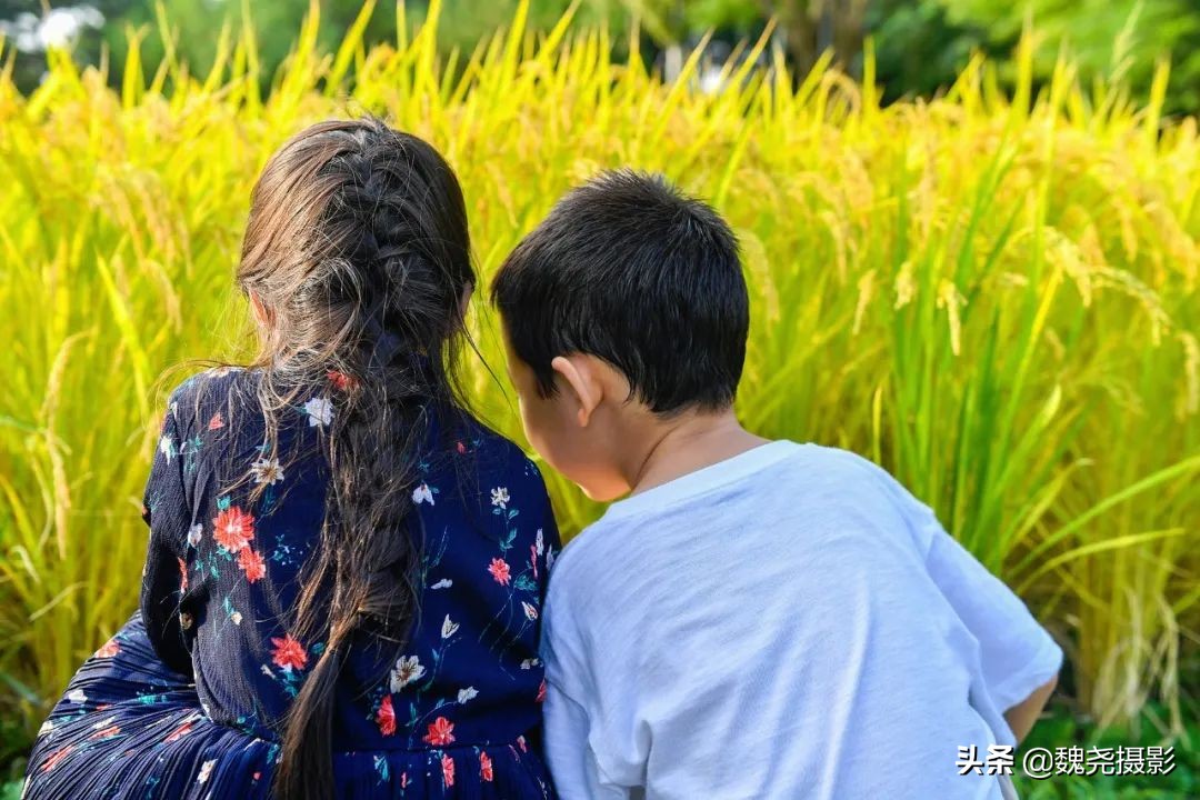 北京北坞公园里的京西稻又熟了，曾经只有皇上才能吃上这儿的大米