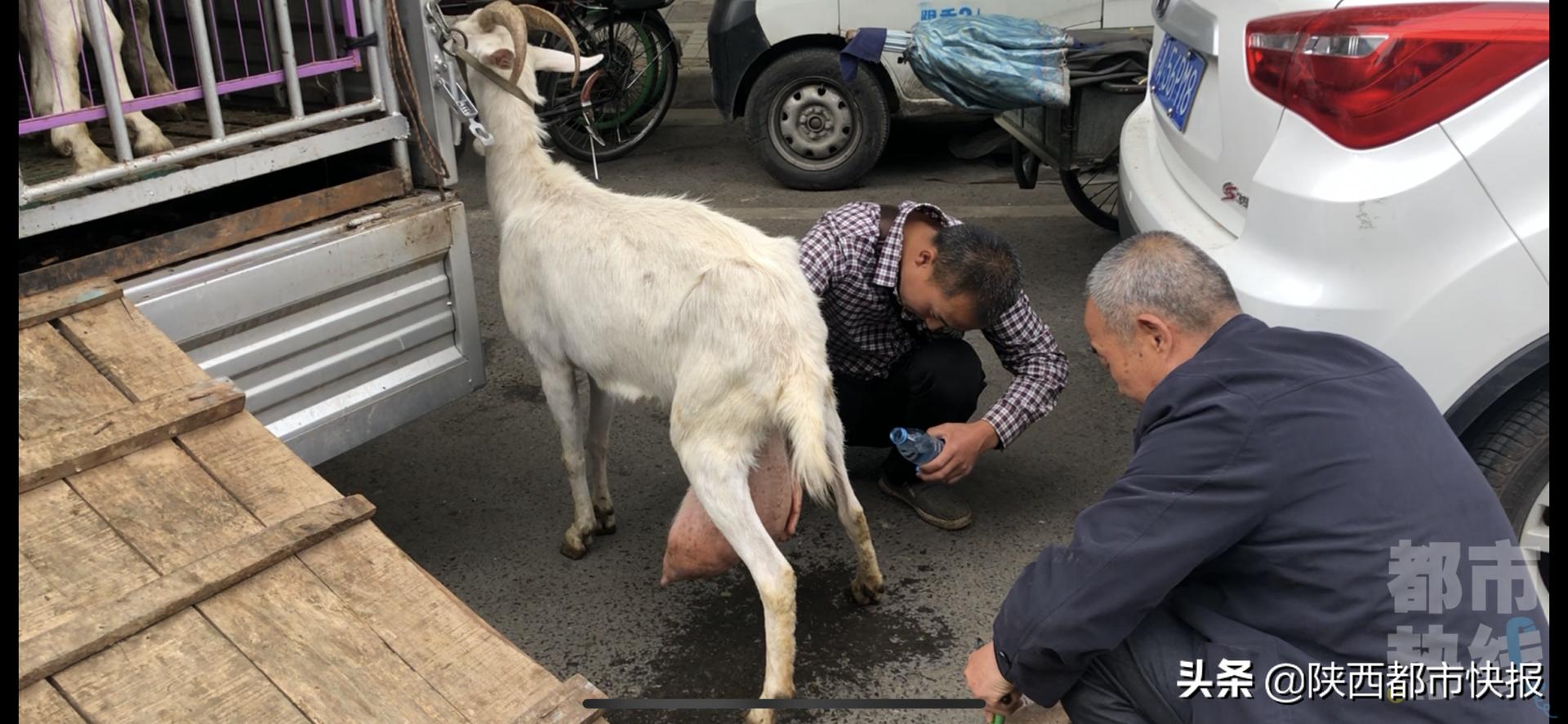 奶羊现挤现卖西安,西安街头卖现挤羊奶