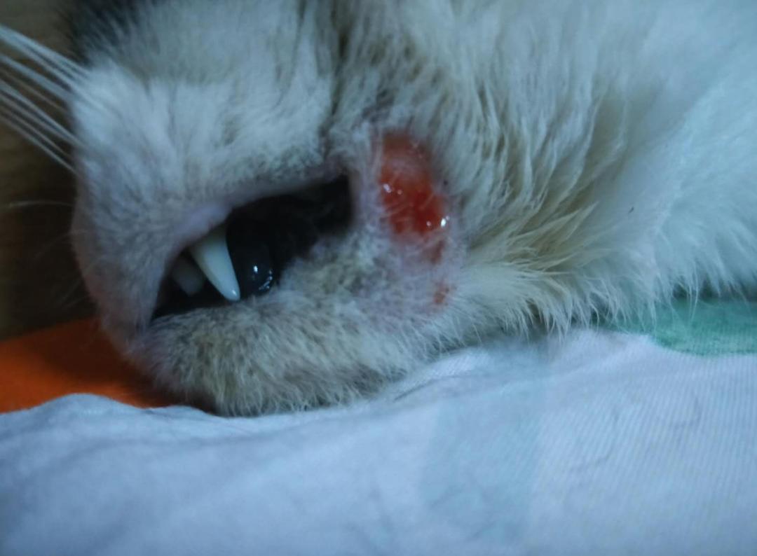 猫咪毛囊炎是怎么治疗,猫咪毛囊炎检查什么项目