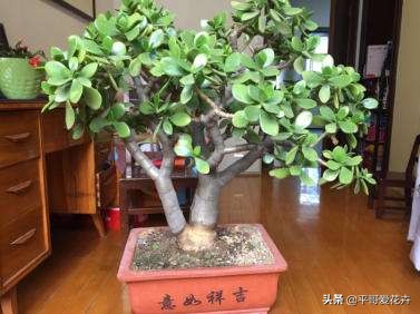 “3种花”冻伤不要扔，教你这样做，快速恢复生机，很有观赏性