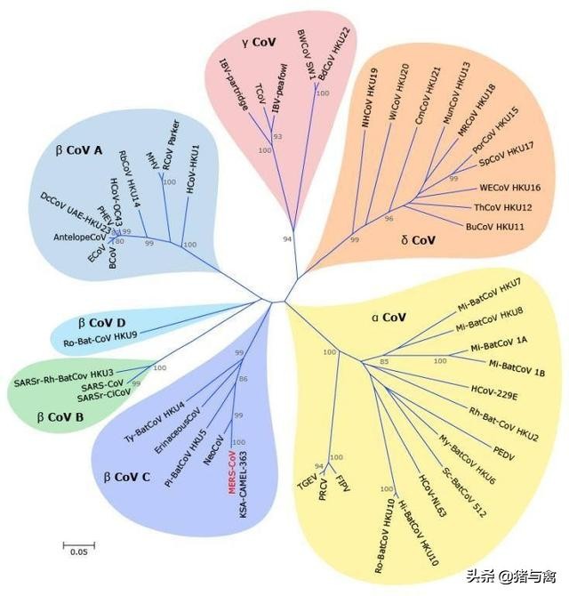 鸡传染性支气管炎疫苗哪种好,颠覆认知的健康知识