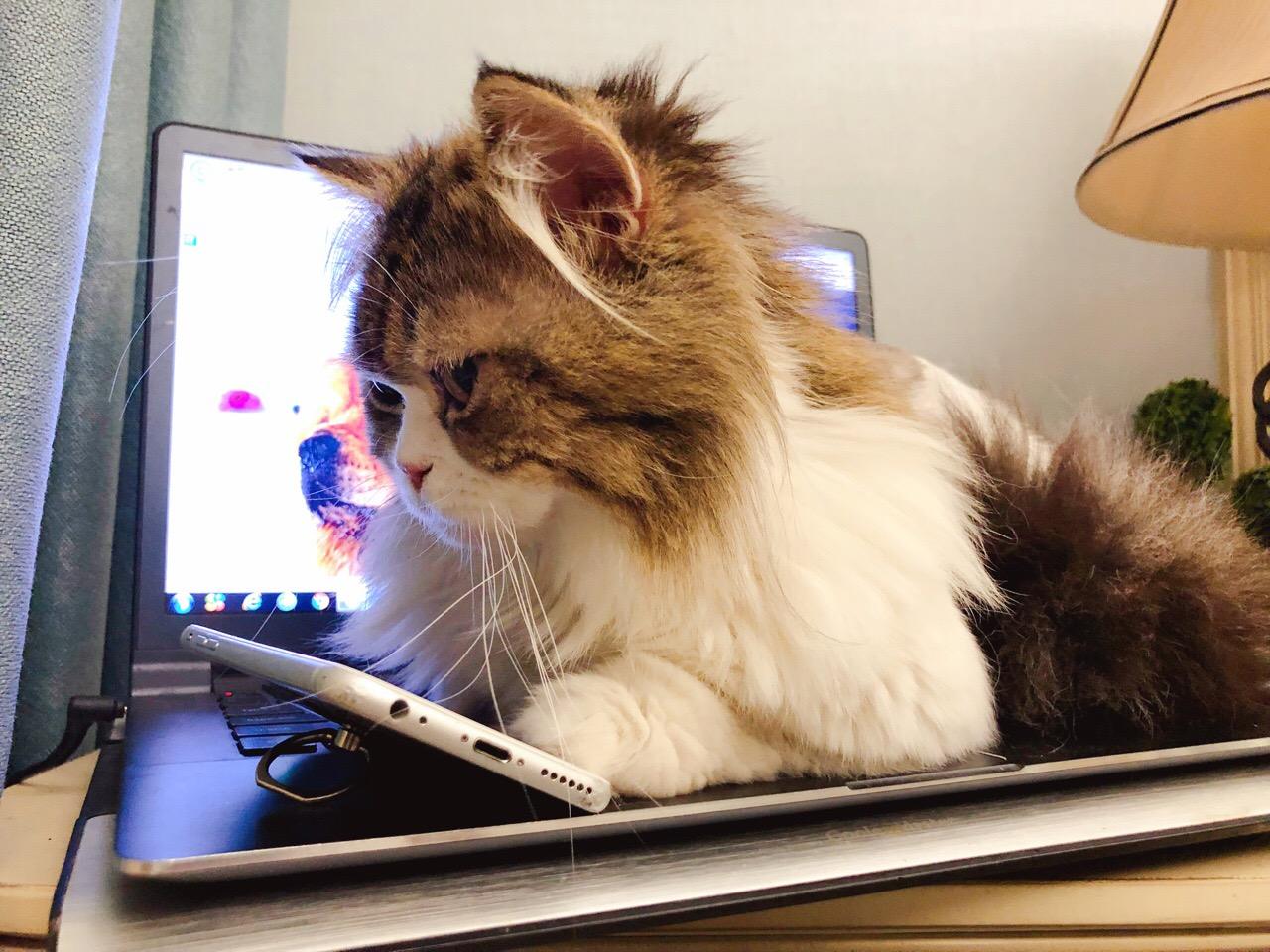 跟人类生活久了的猫,有些猫就真的不把自己当回事