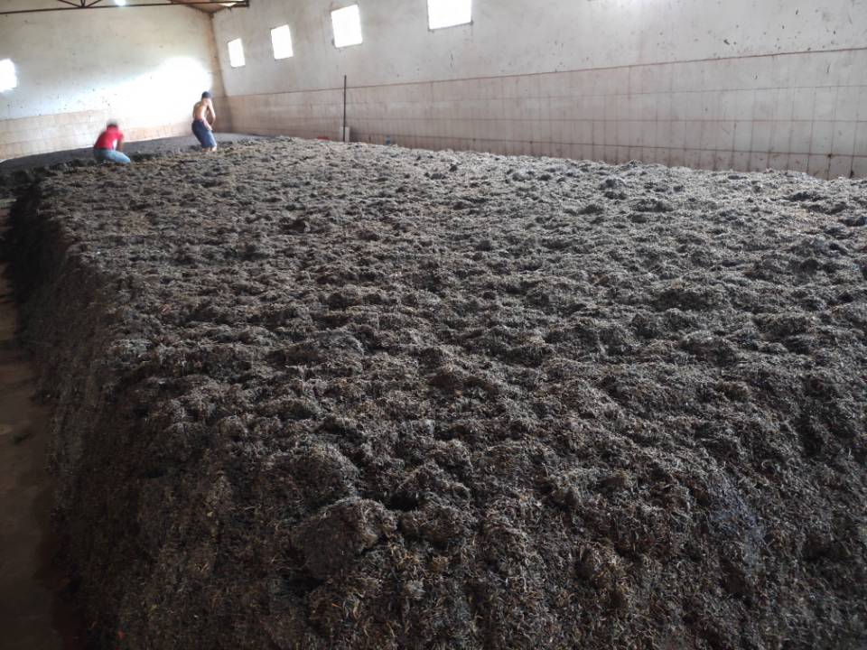 普洱茶生茶和熟茶哪个贵,普洱茶生茶与熟茶的区别与作用